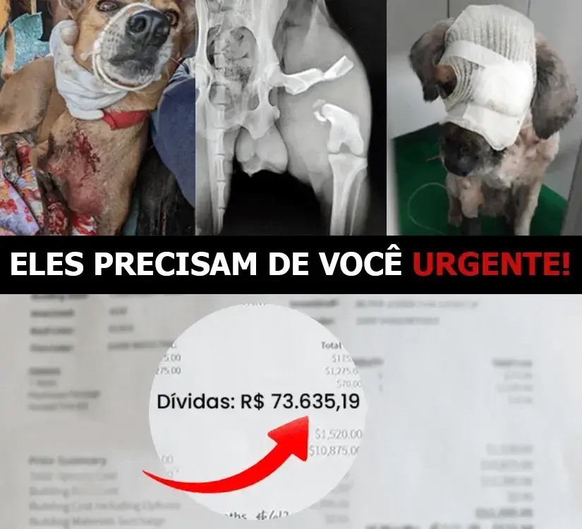 Animais resgatados que precisam de ajuda